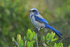 Florida Scrub-Jay